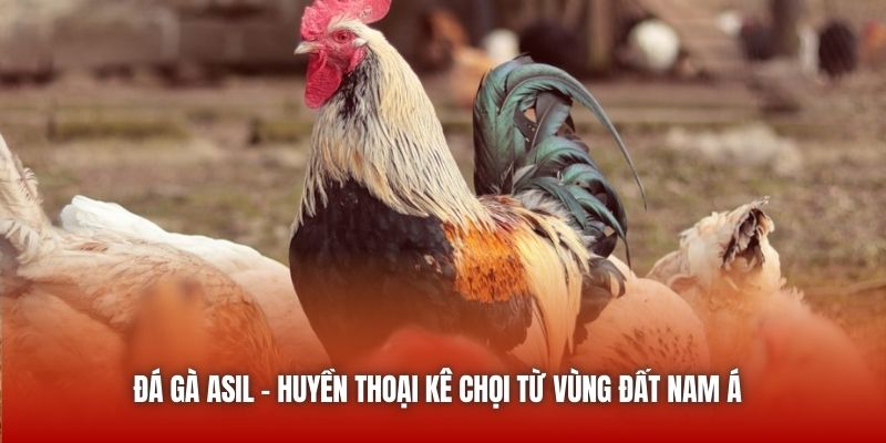 Đá Gà Asil | Huyền Thoại Kê Chọi Từ Vùng Đất Nam Á