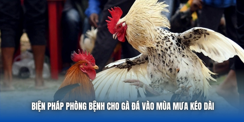 Biện pháp phòng bệnh cho gà đá vào mùa mưa kéo dài