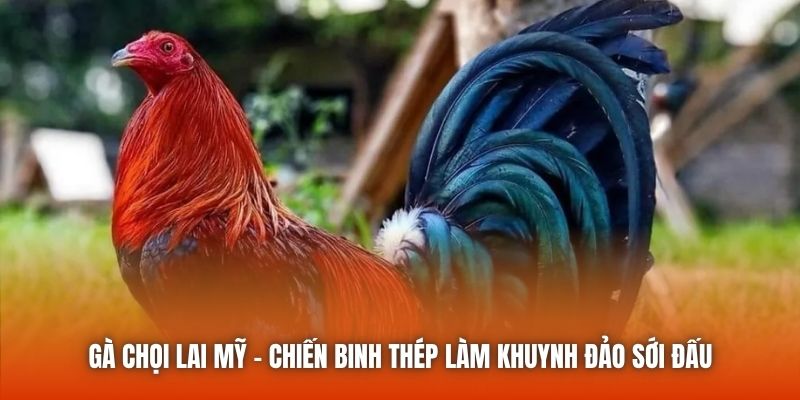Gà Chọi Lai Mỹ - Chiến Binh Thép Làm Khuynh Đảo Sới Đấu