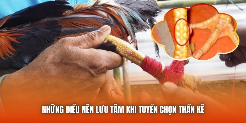 Những điều nên lưu tâm khi tuyển chọn thần kê