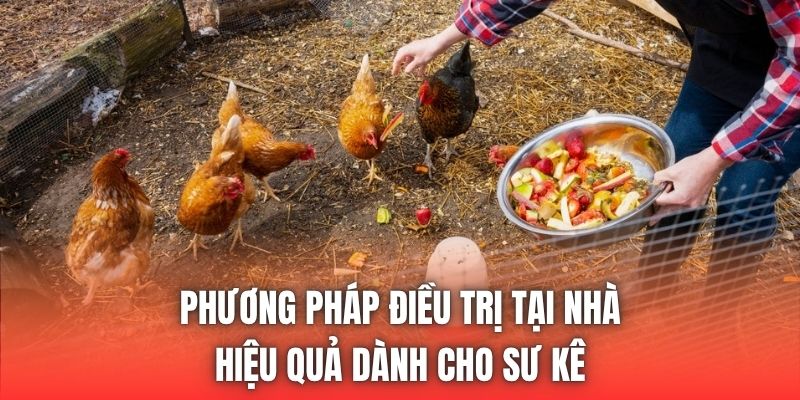 Phương pháp điều trị tại nhà hiệu quả dành cho sư kê